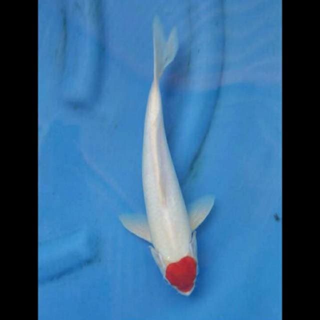 Tancho Kohaku 31cm