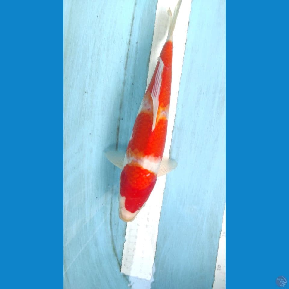 kohaku 31cm
