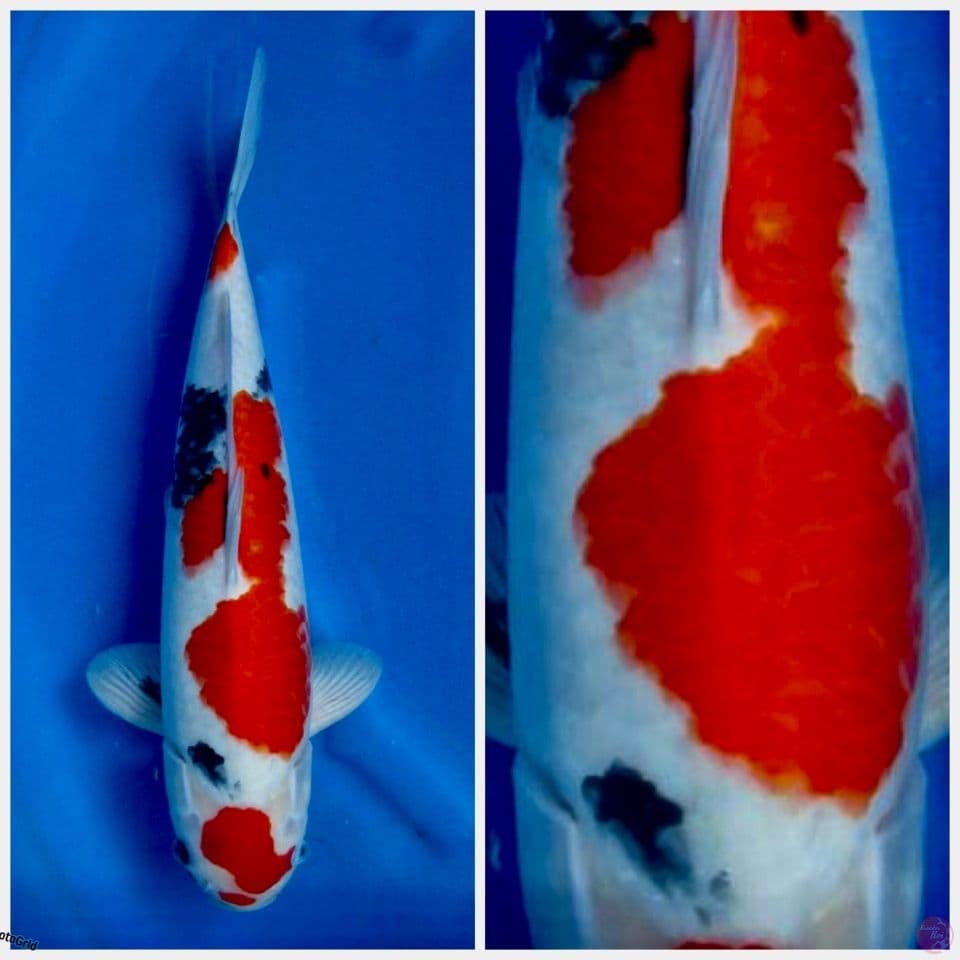 Showa Maruten Tategoi F1 sakai 42cm