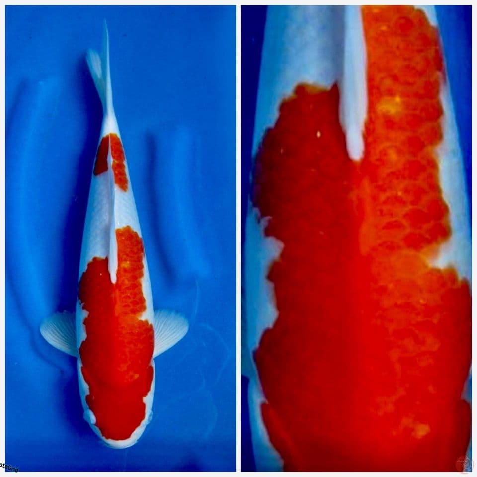 Kohaku F1 sakai size 38cm