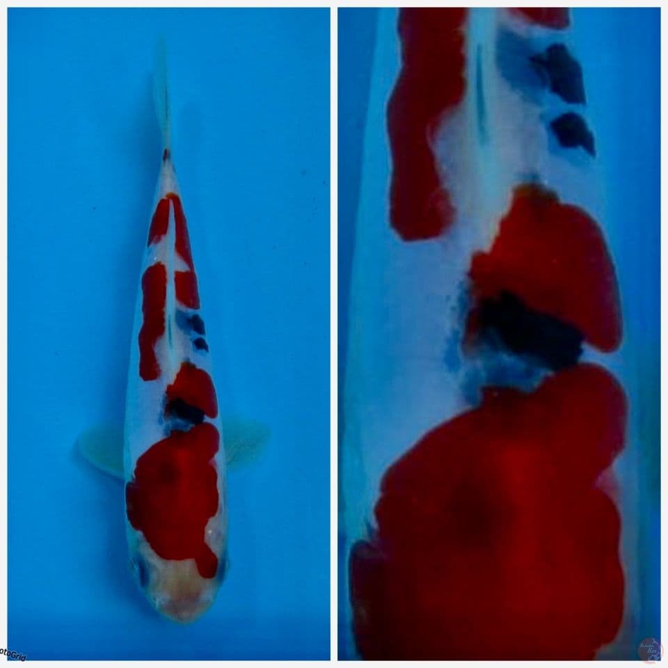 Super doitsu bahan keep size 15cm ori