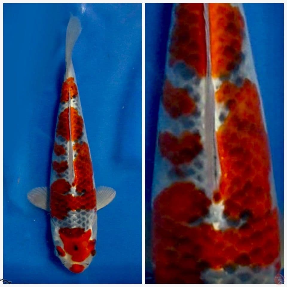 Goshiki F1 marusai size 30cm