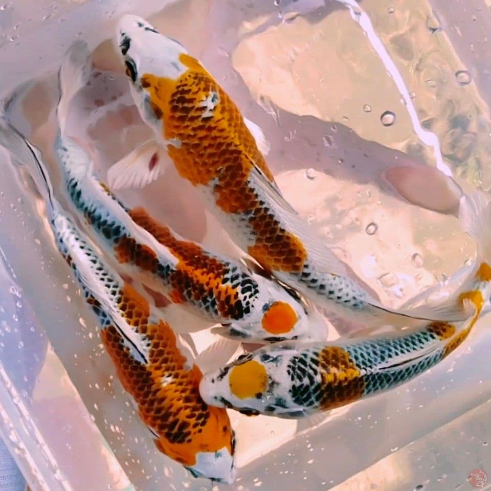 sq kujaku 15_17cm