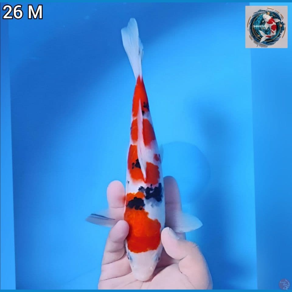 4. Sanke Ciamik 26cm Jantan