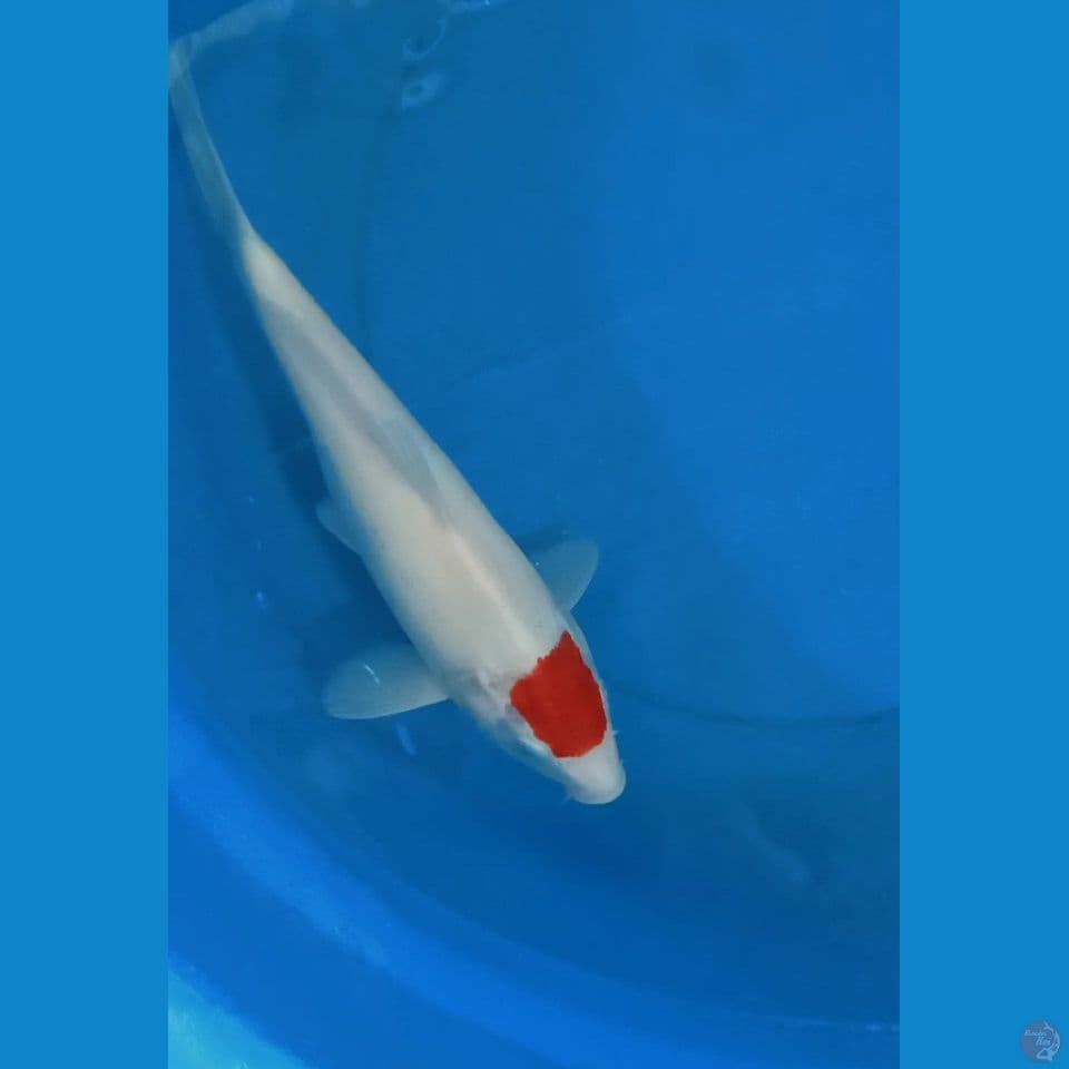Tancho original 34 cm