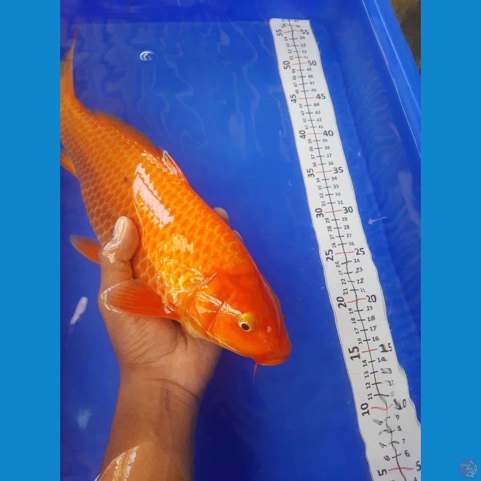 38cm