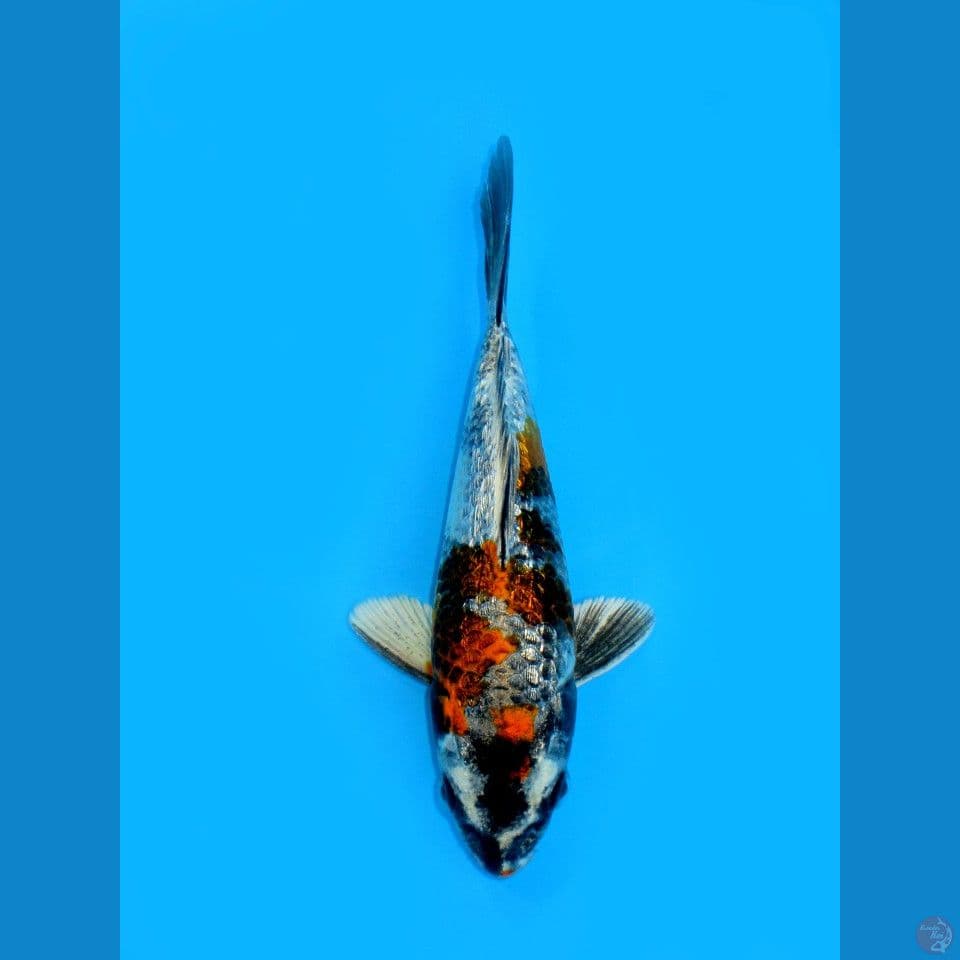 KIN SHOWA, 16CM