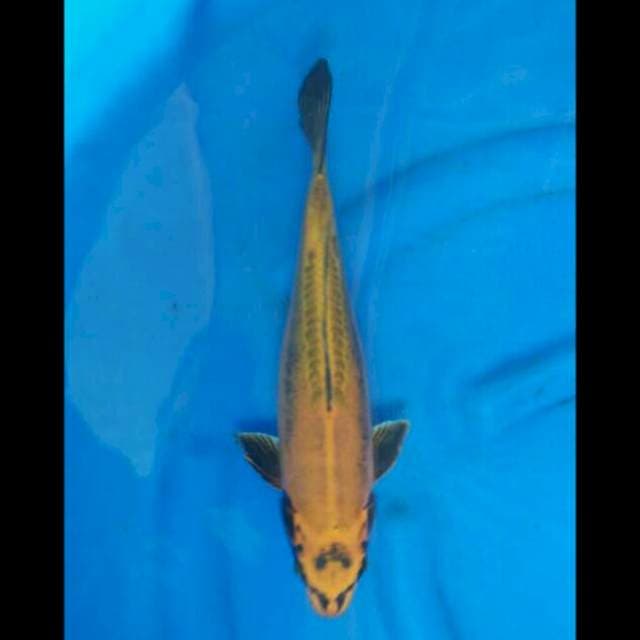 Kawarinomo 34cm