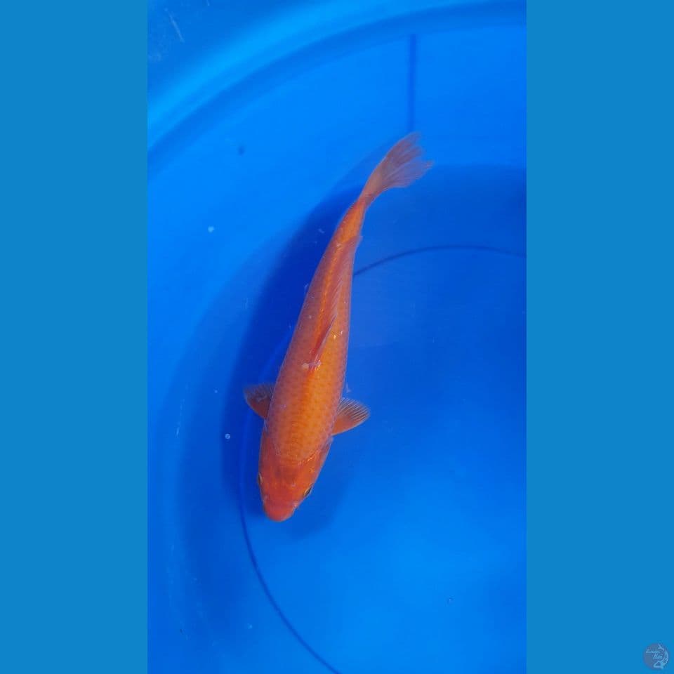 31cm Red karasi , punuk
