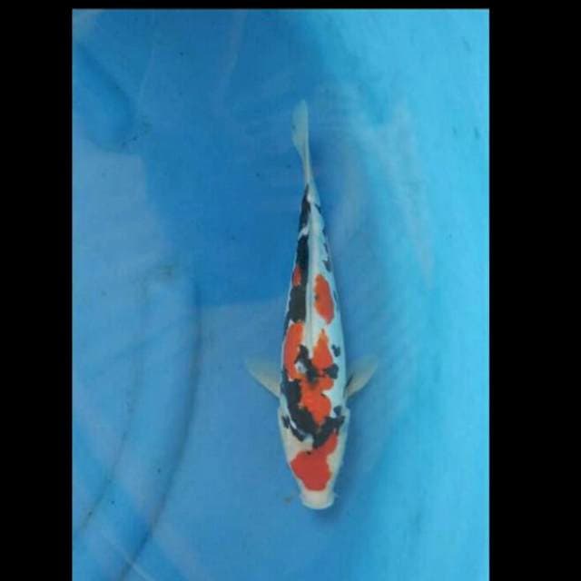 Showa Doitsu 28cm