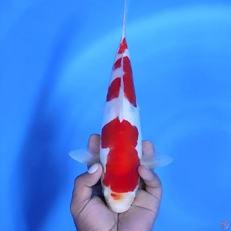 doitsu kohaku # 30cm - Female