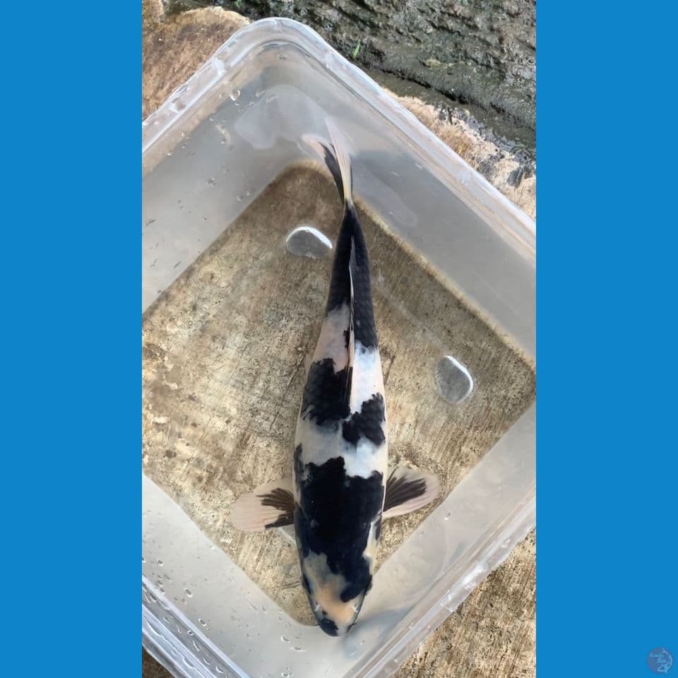 Shiro utsuri 23cm~male