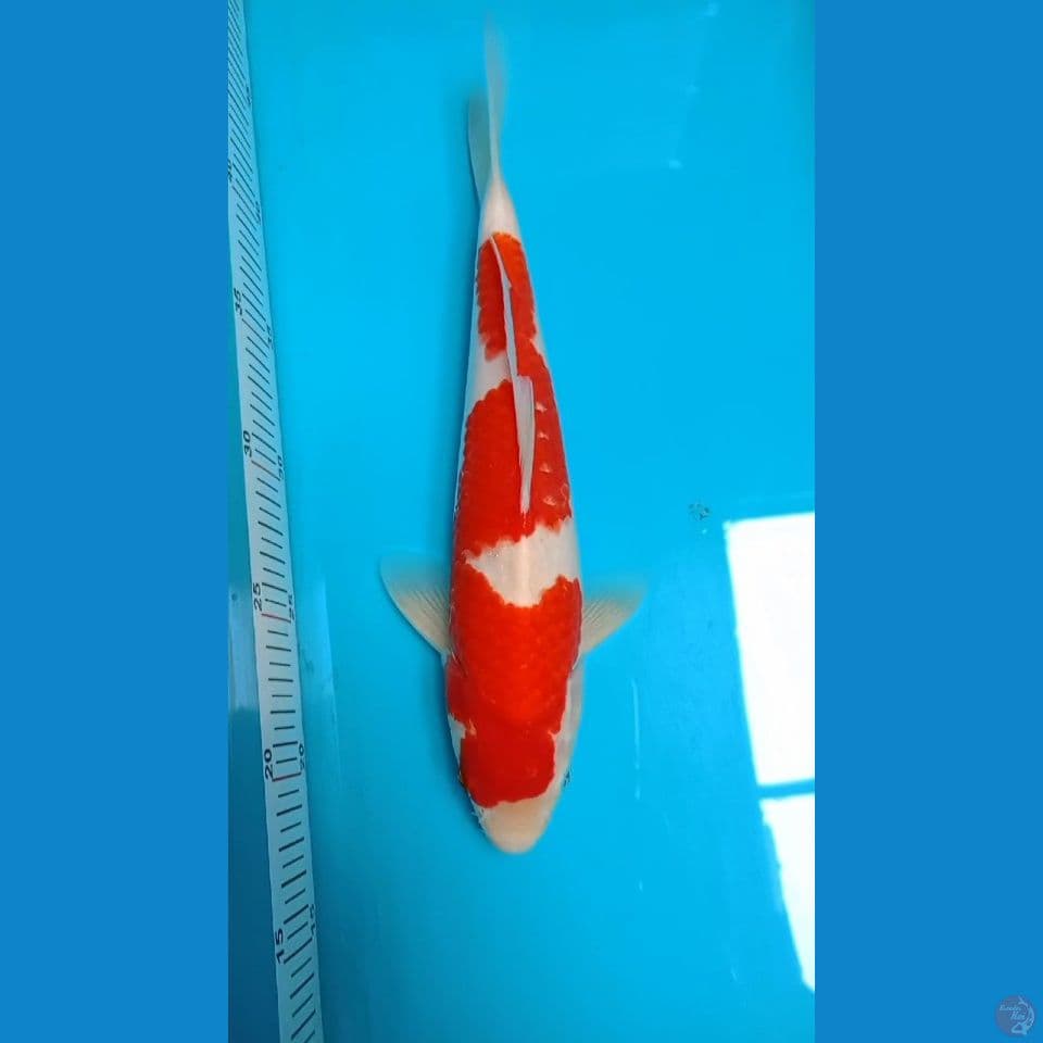 Kohaku 29 cm