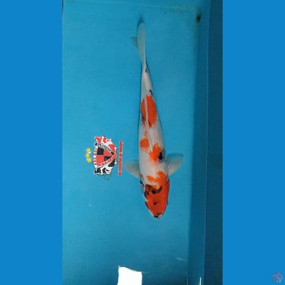 Showa Tategoi 33 cm