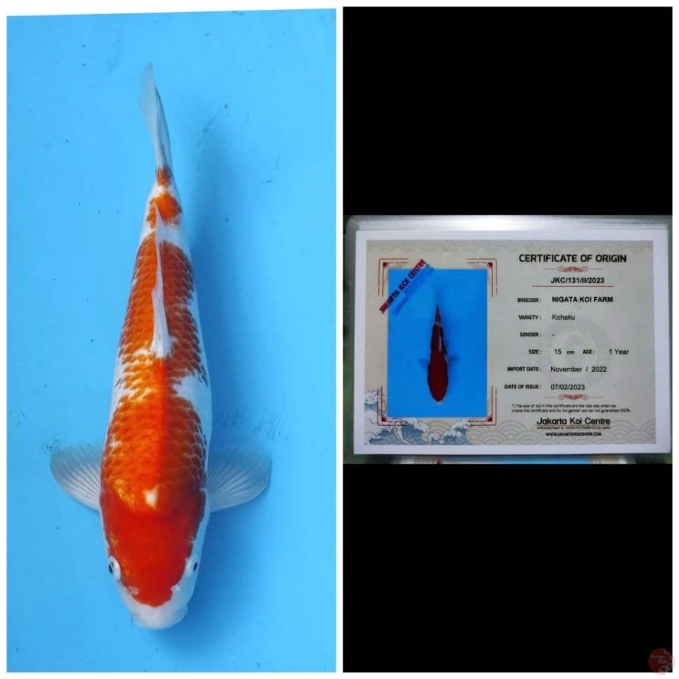 Nigata Kohaku