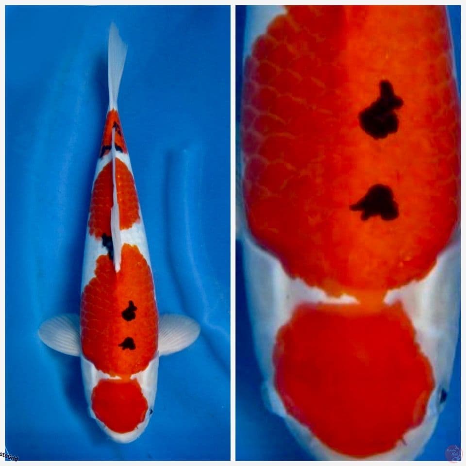 Sanke Maruten f1 47cm