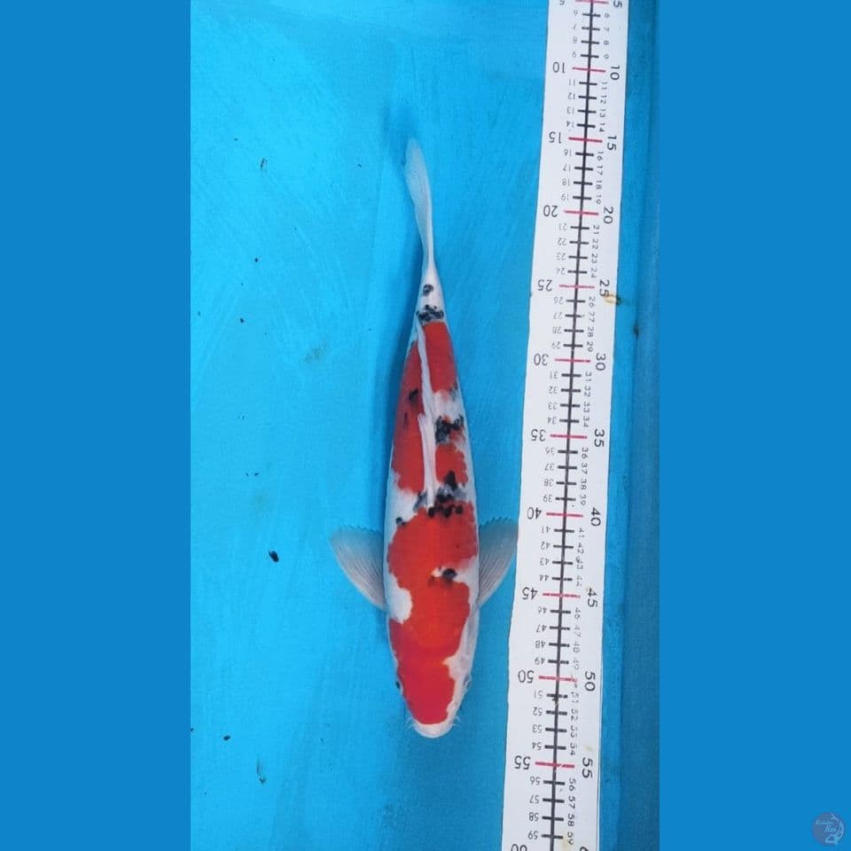 sanke 34cm male