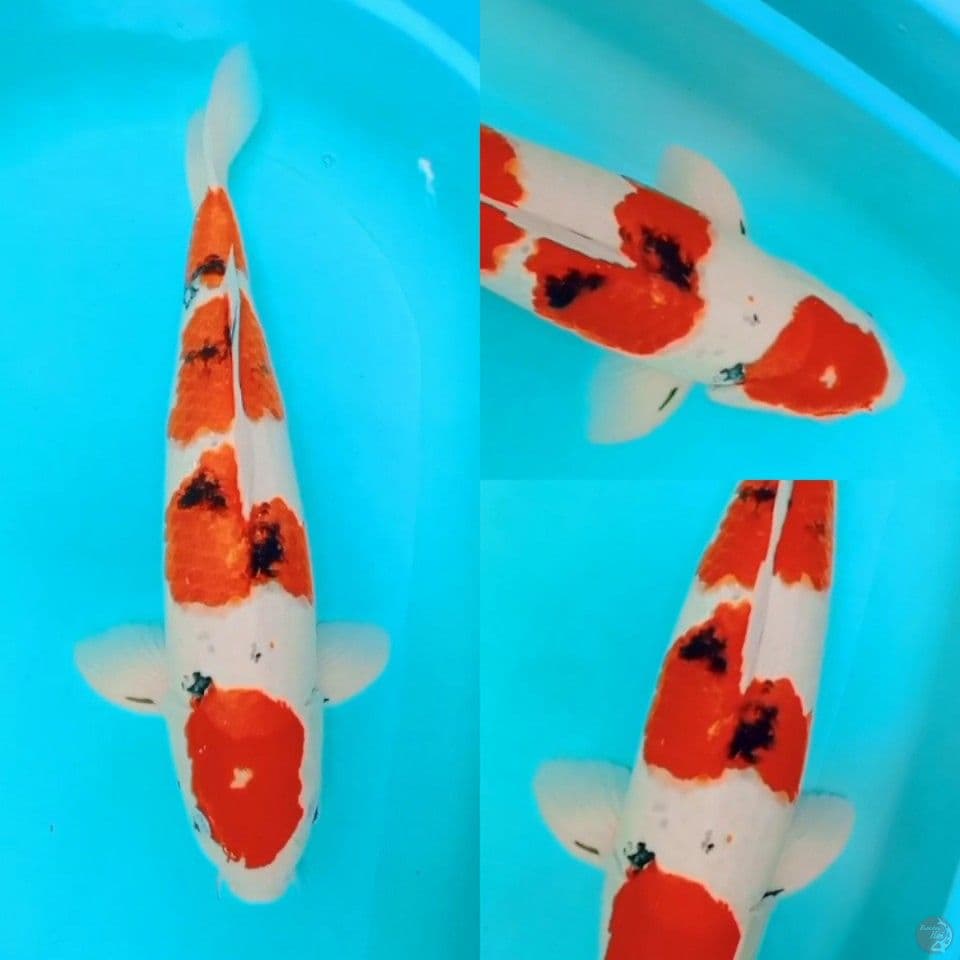 Sanke 51 cm