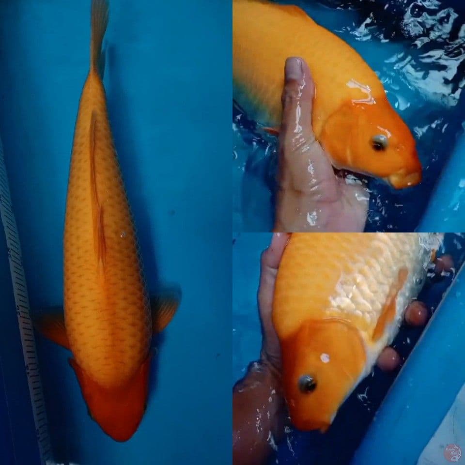 Karashi 40 cm