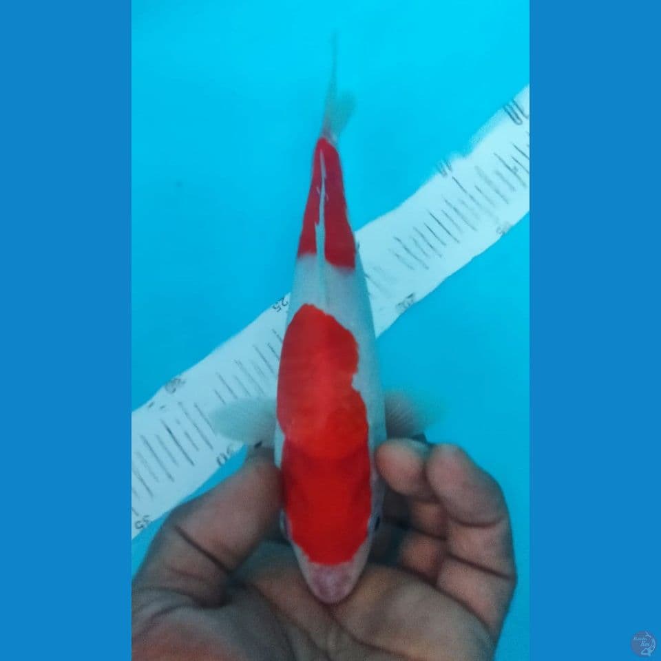 KOHAKU 22