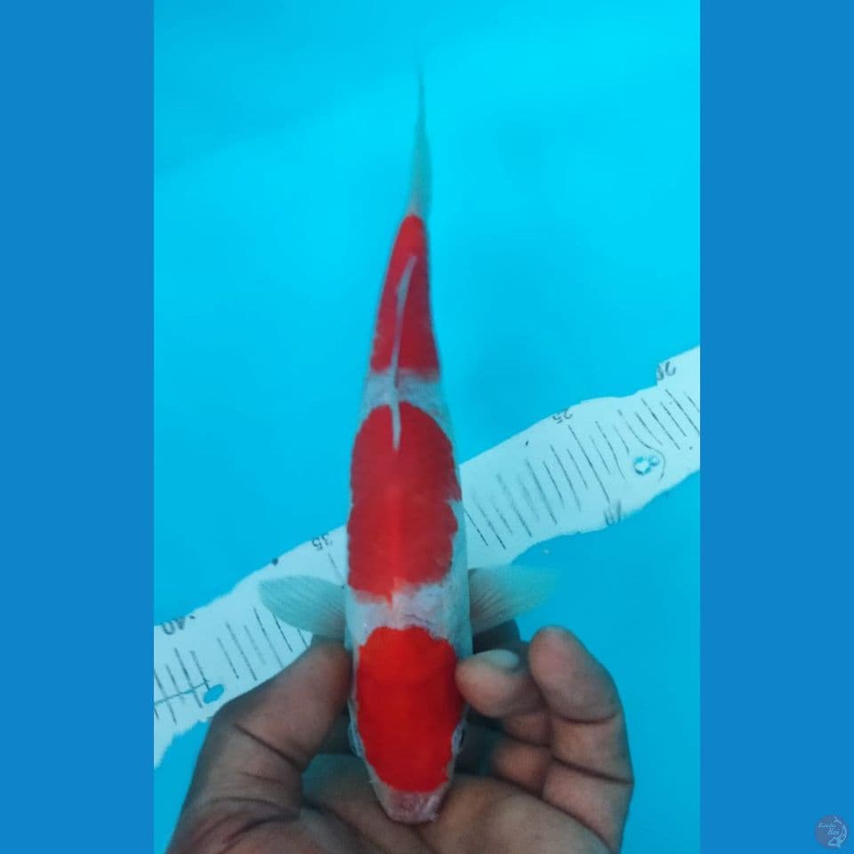 KOHAKU 24