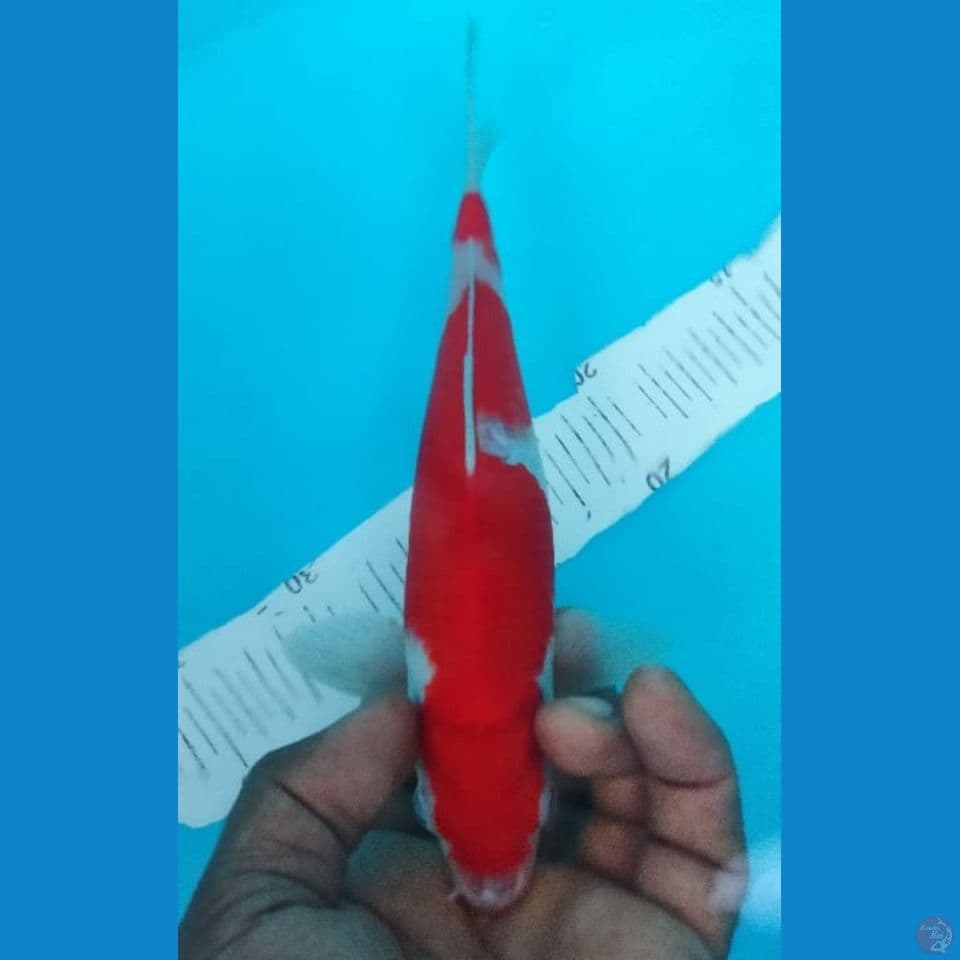 KOHAKU 22