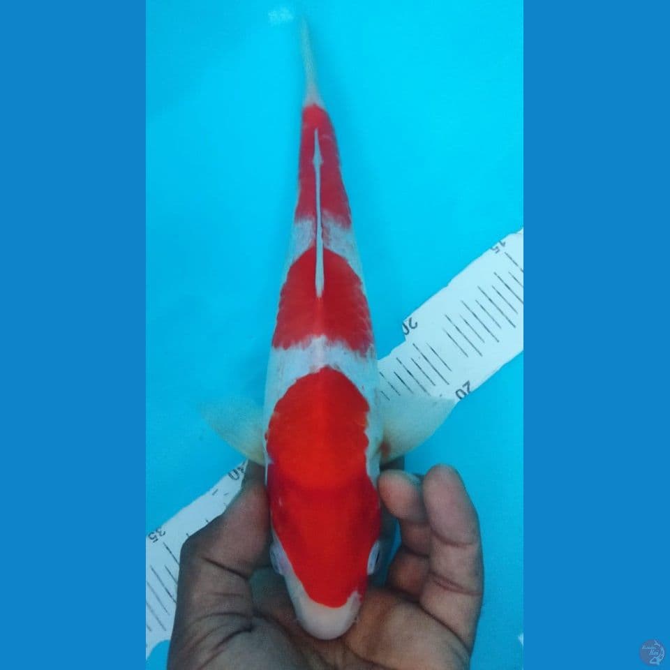 KOHAKU 29