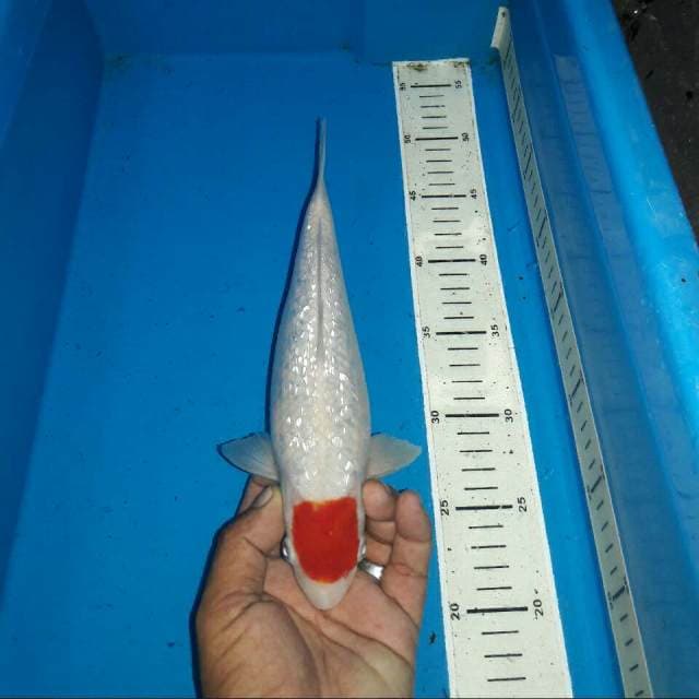 Tancho kohaku ginrin