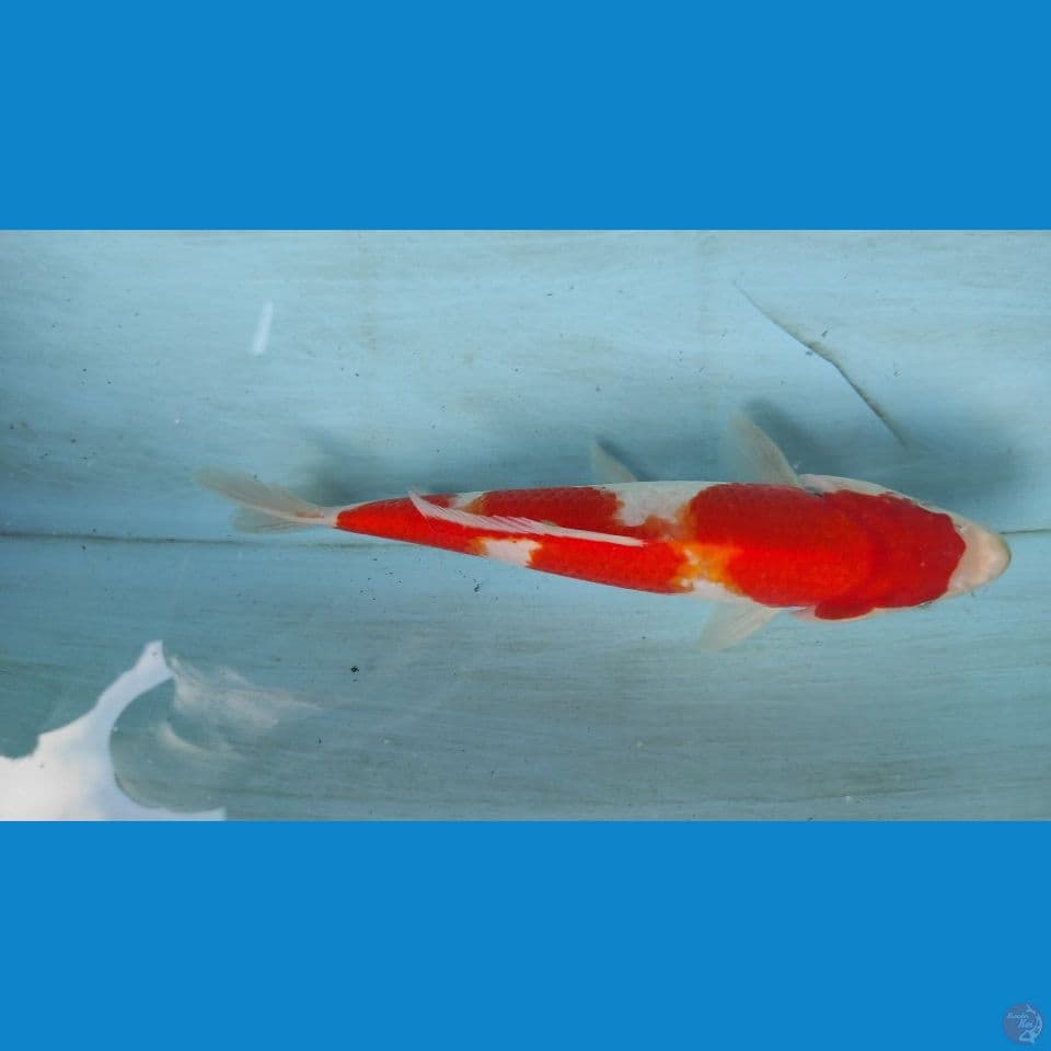 kohaku 25cm