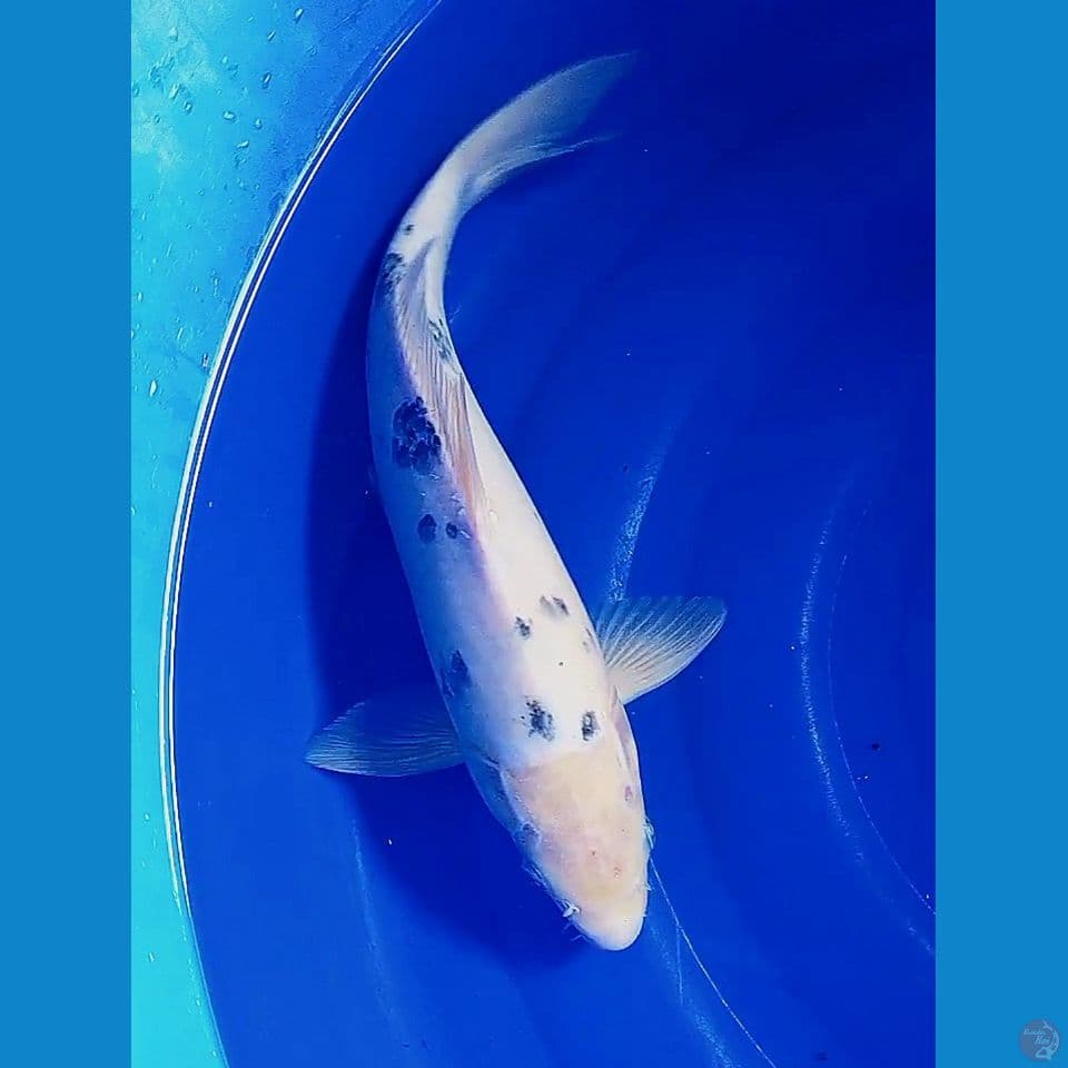37cm bekko ml
