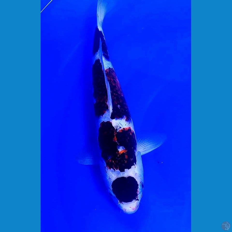38cm goromo maruten