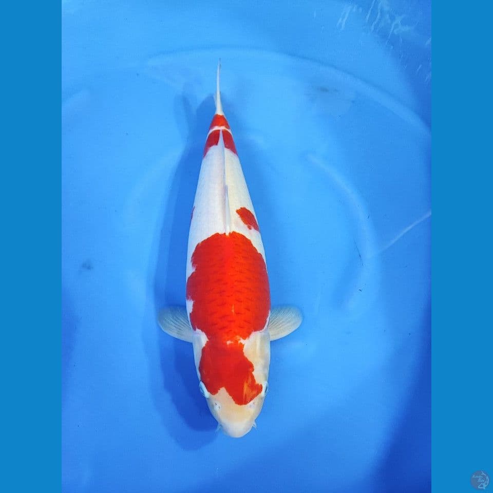 Kohaku Akf 47cm Female