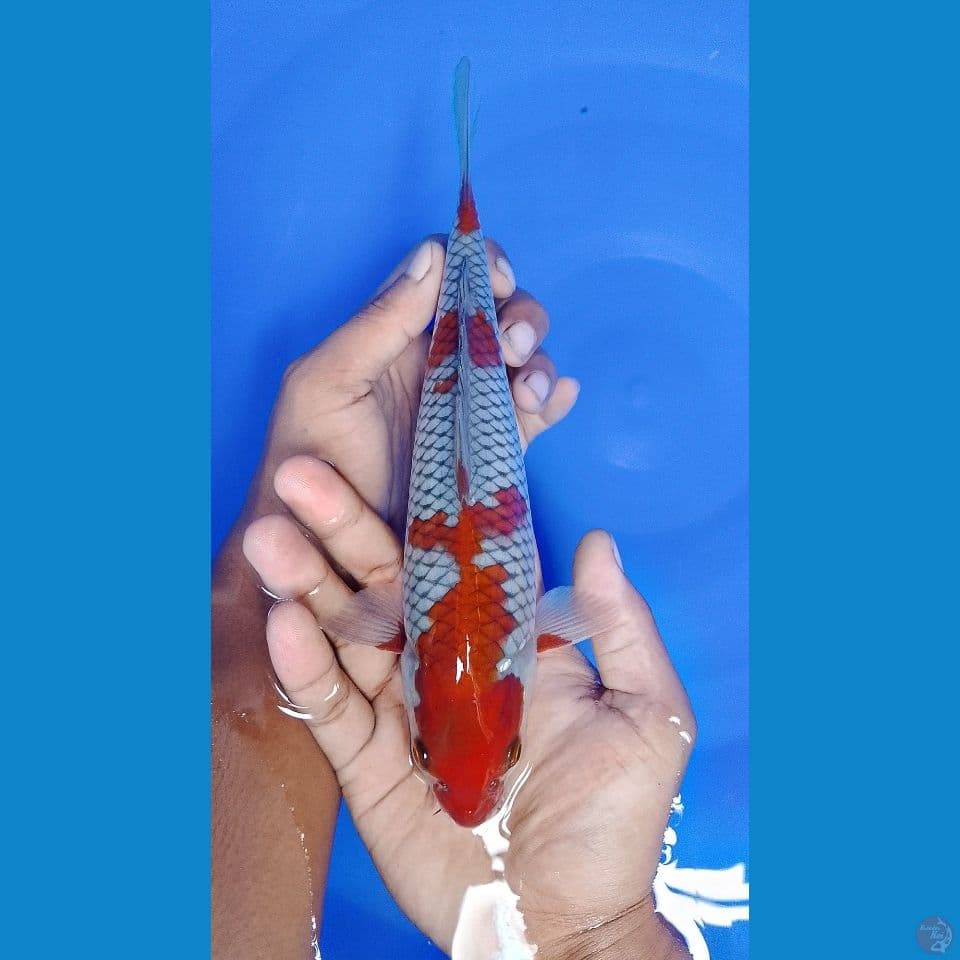 SQ OCHIBA SIGURE ORIGINAL 25CM MALE
