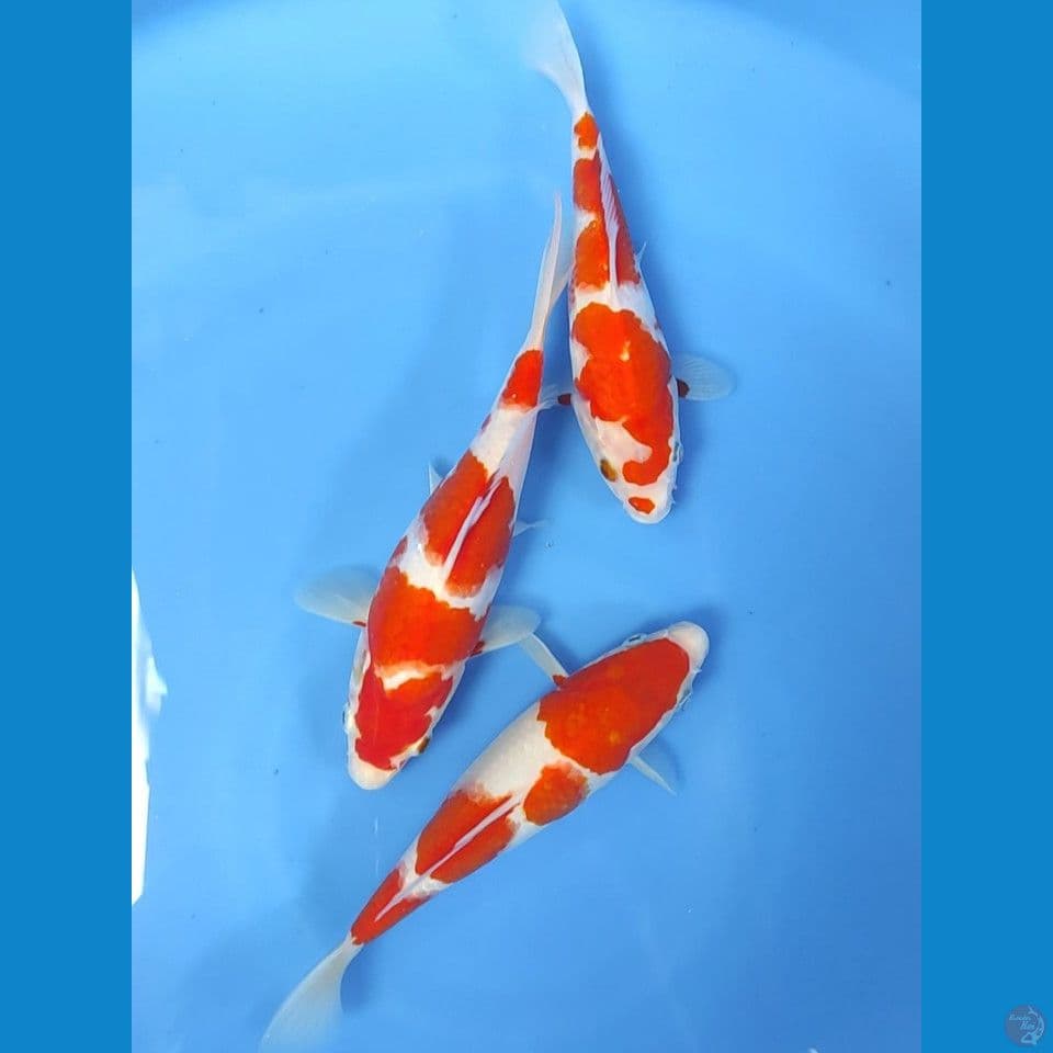 trio sb 19-20-22cm