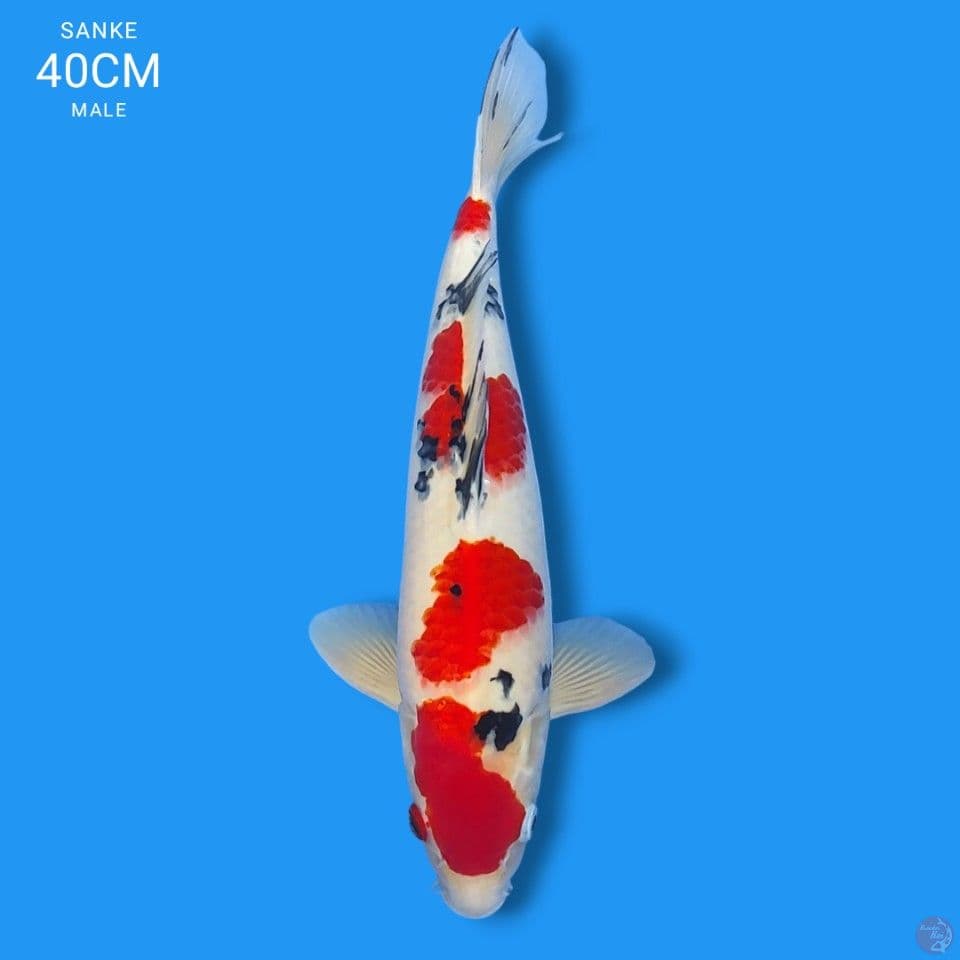 super sanke 40cm
