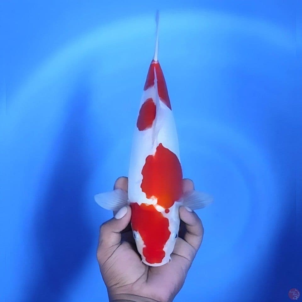 Kohaku doitsu # 33cm - Female
