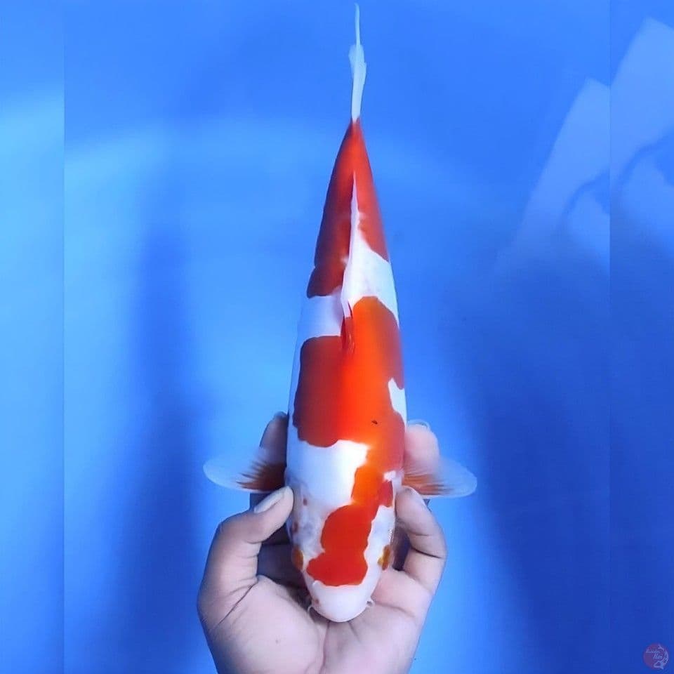 Doitsu # 33cm - female