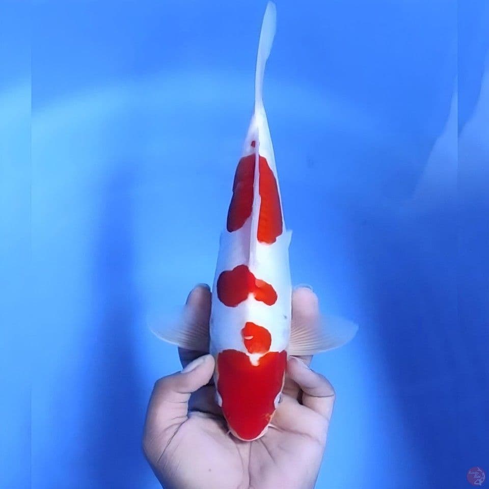 Kohaku doitsu # 31cm - Male