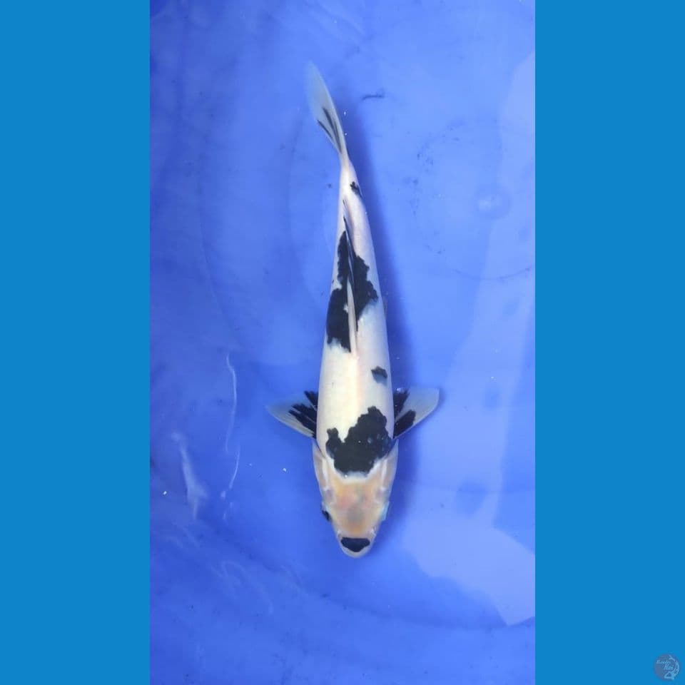 shiro 29cm jantan