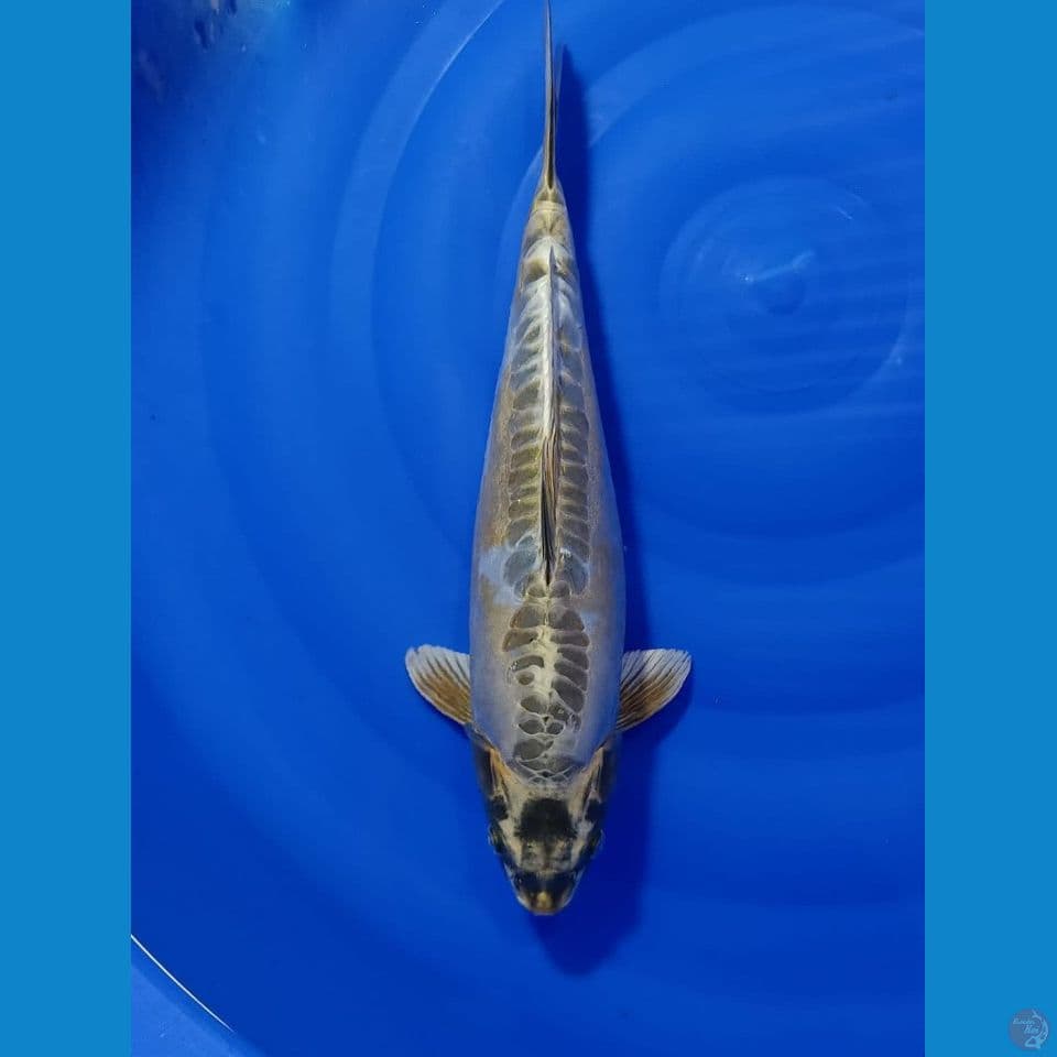 POLOSAN ARAGOKE 42 CM