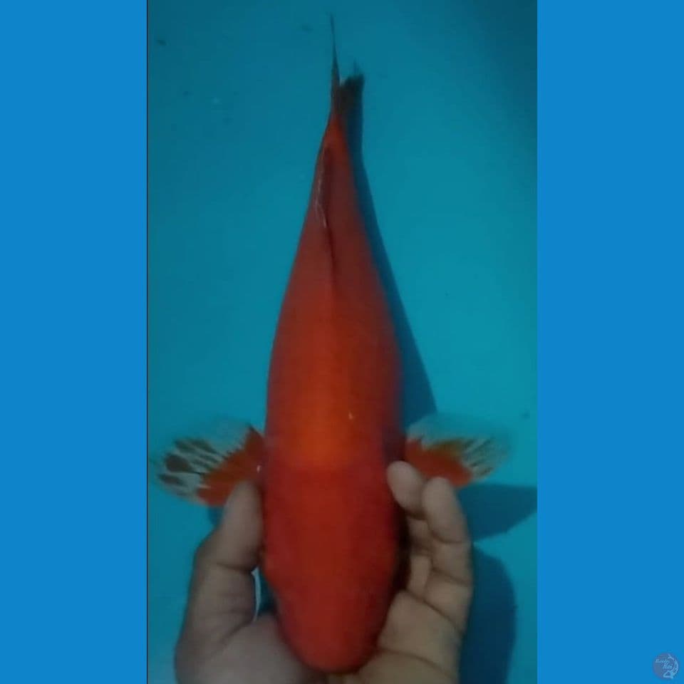 HAJIRO 45CM