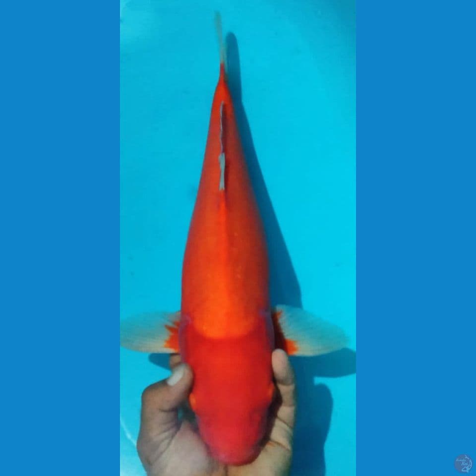 HAJIRO 49CM