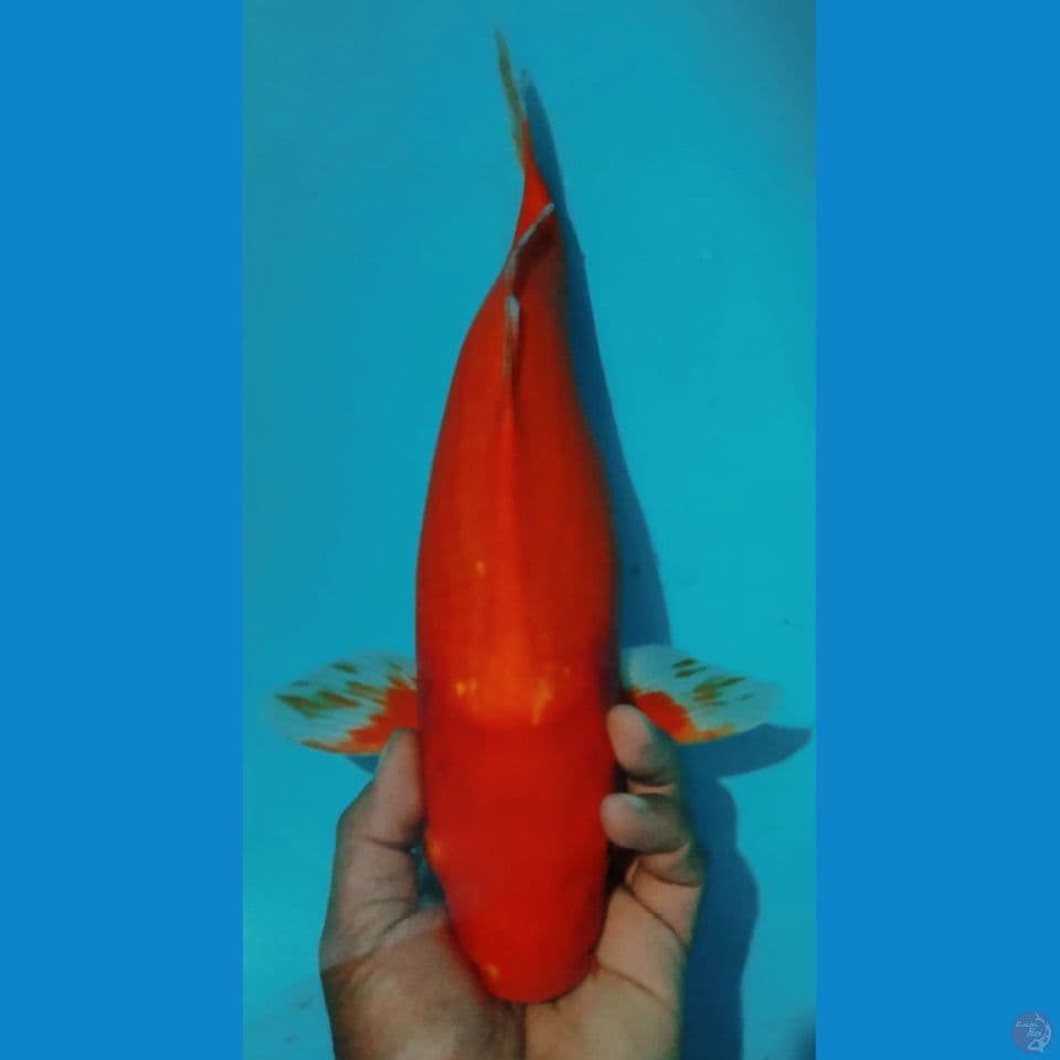 HAJIRO 45CM