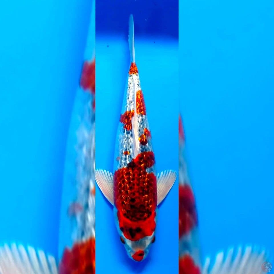 GOSHIKI GINRIN 30CM MALE