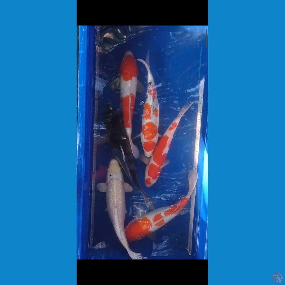mix 28-33 cm.