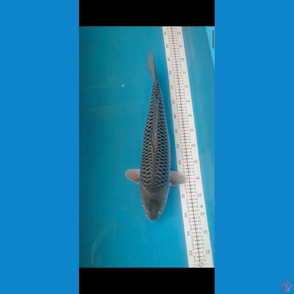 shoragoi 50 cm
