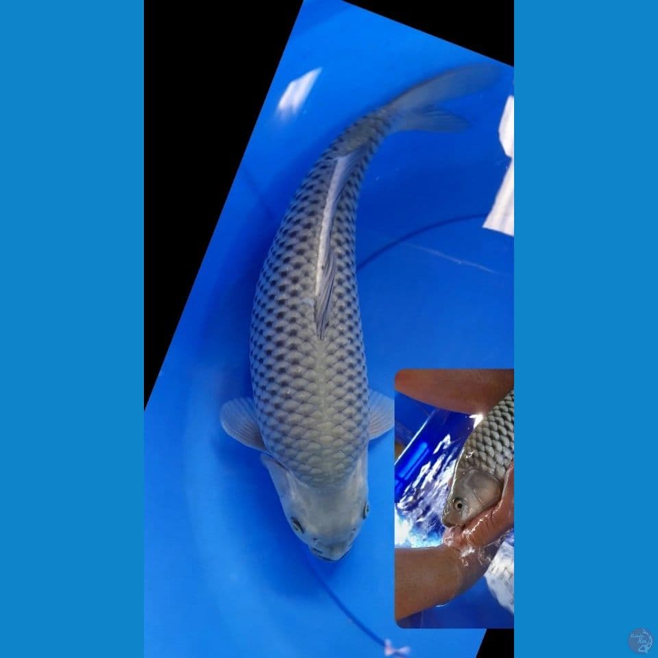 40cm SORAGOI BODY BAGUS