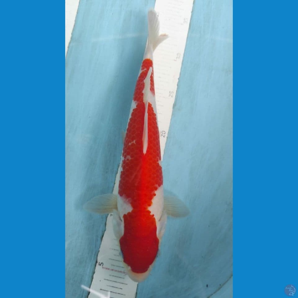 kohaku 30cm