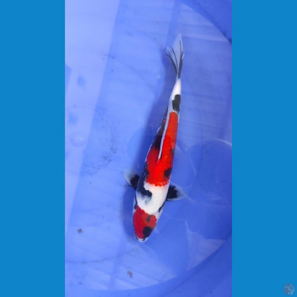 showa 29cm