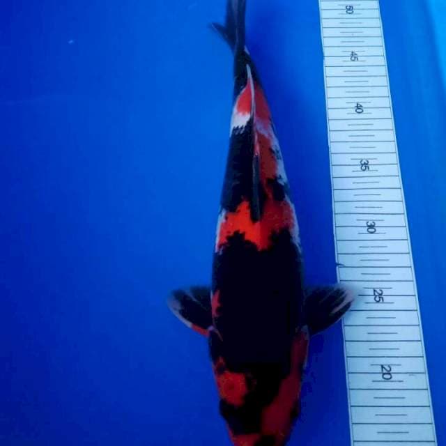 Showa.size.36cm